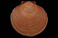 藏品(臺灣日月蛤)的圖片